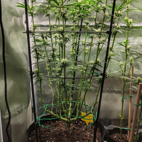 Gorilla Ghost growlog timeline photo