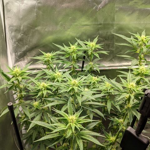Gorilla Ghost growlog timeline photo