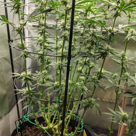 Gorilla Ghost growlog timeline photo