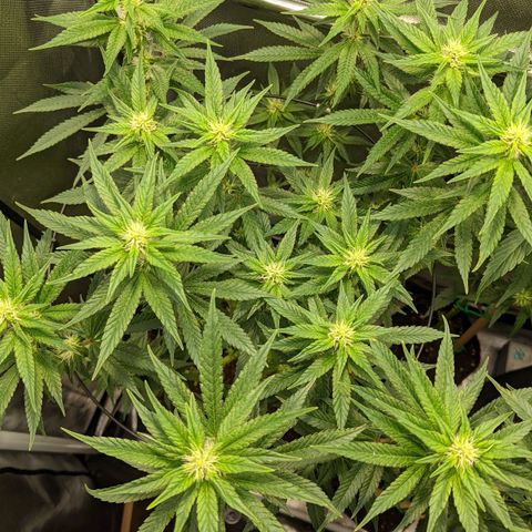 Gorilla Ghost growlog timeline photo