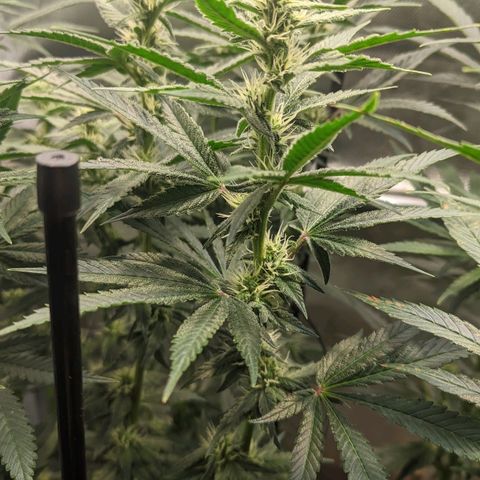 Gorilla Ghost growlog timeline photo