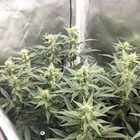 Gorilla Ghost growlog timeline photo