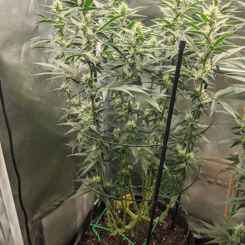 Gorilla Ghost growlog timeline photo