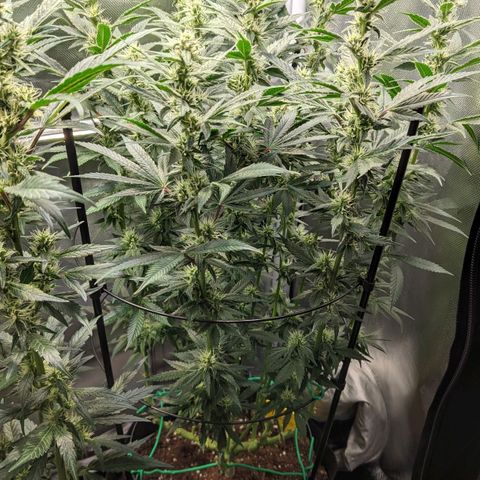 Gorilla Ghost growlog timeline photo