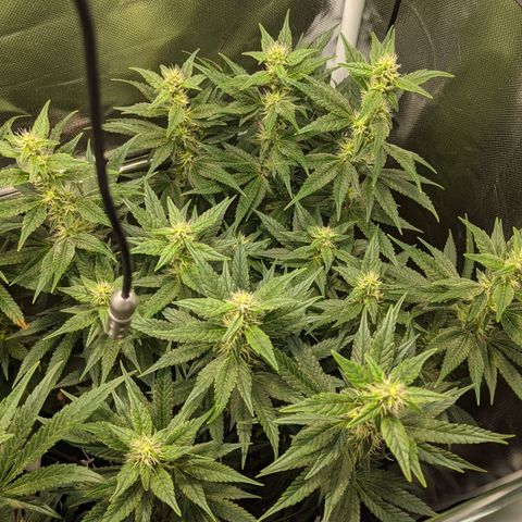 Gorilla Ghost growlog timeline photo