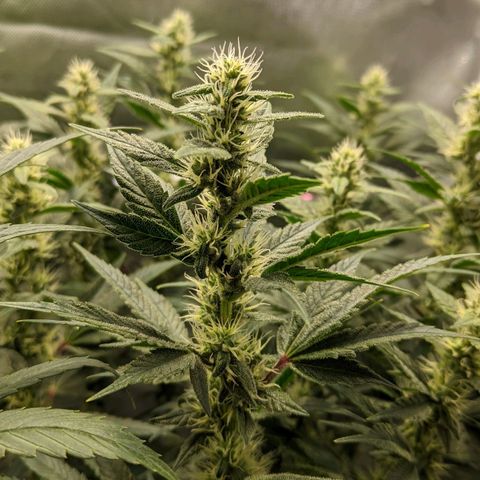 Gorilla Ghost growlog timeline photo