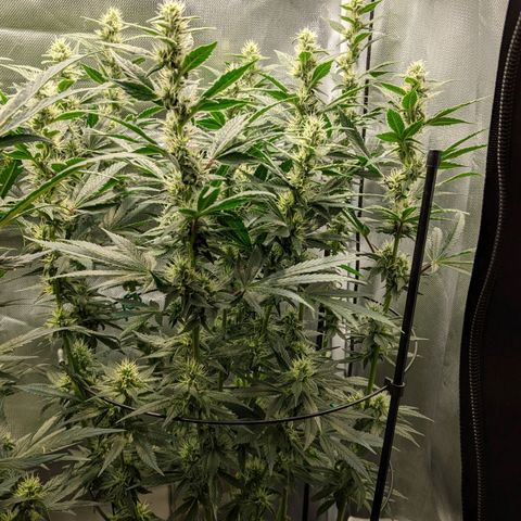 Gorilla Ghost growlog timeline photo