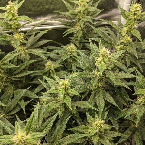 Gorilla Ghost growlog timeline photo
