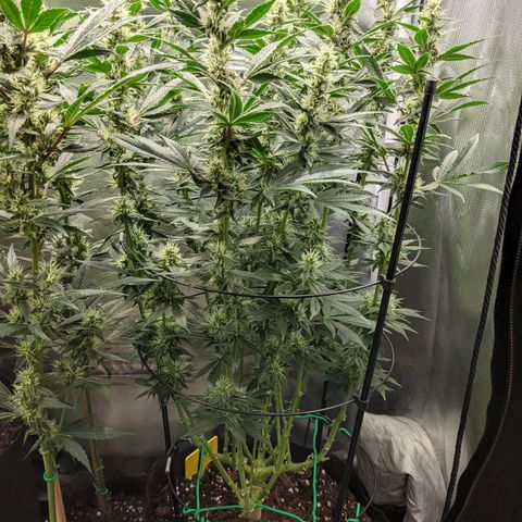 Gorilla Ghost growlog timeline photo