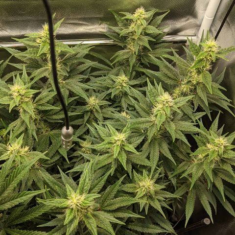 Gorilla Ghost growlog timeline photo