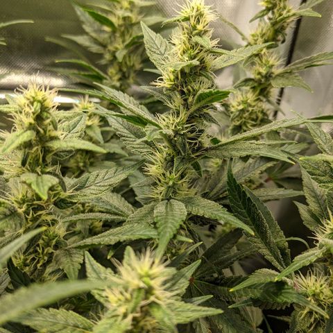 Gorilla Ghost growlog timeline photo