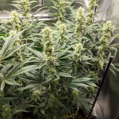Gorilla Ghost growlog timeline photo