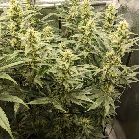 Gorilla Ghost growlog timeline photo