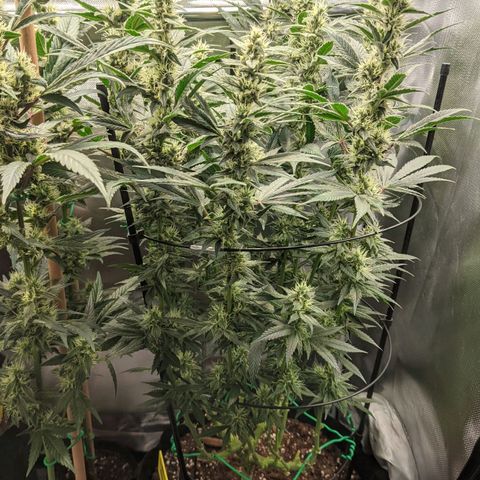 Gorilla Ghost growlog timeline photo