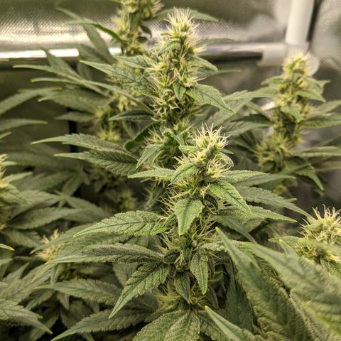 Gorilla Ghost growlog timeline photo