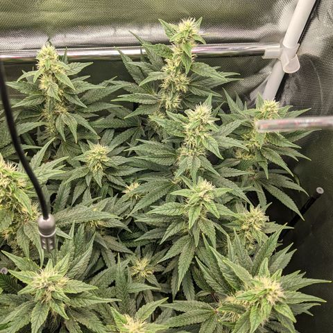 Gorilla Ghost growlog timeline photo