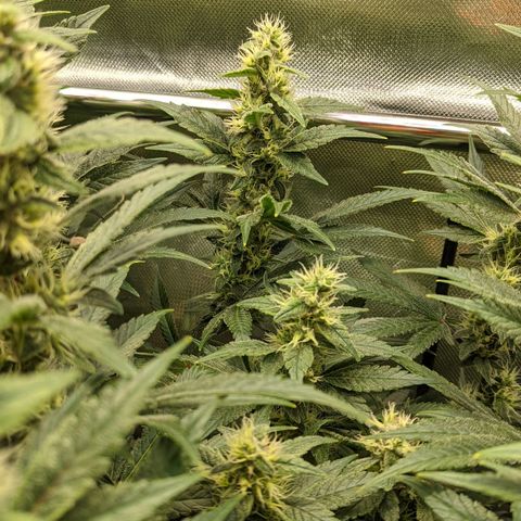 Gorilla Ghost growlog timeline photo
