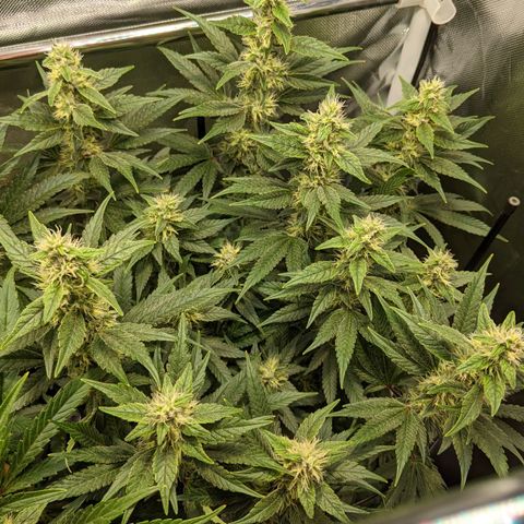 Gorilla Ghost growlog timeline photo