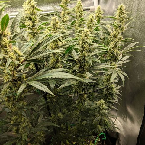 Gorilla Ghost growlog timeline photo