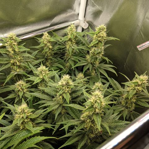 Gorilla Ghost growlog timeline photo