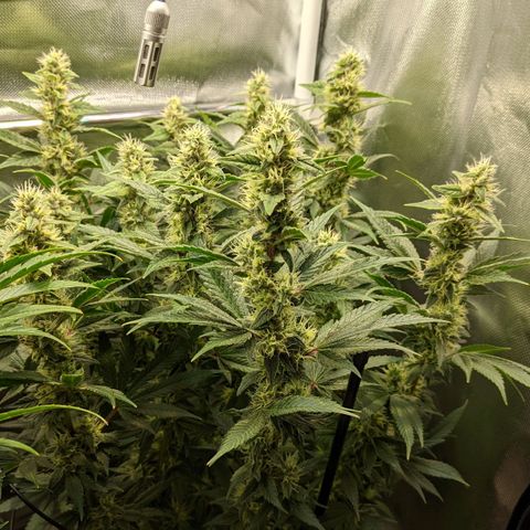 Gorilla Ghost growlog timeline photo