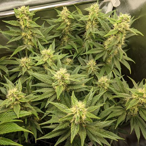 Gorilla Ghost growlog timeline photo