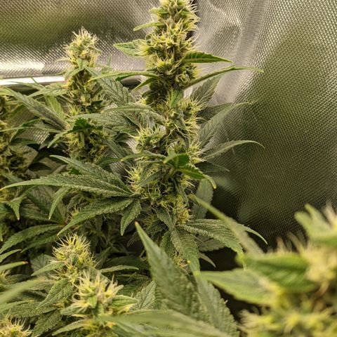 Gorilla Ghost growlog timeline photo
