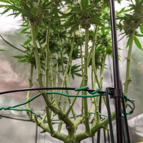 Gorilla Ghost growlog timeline photo