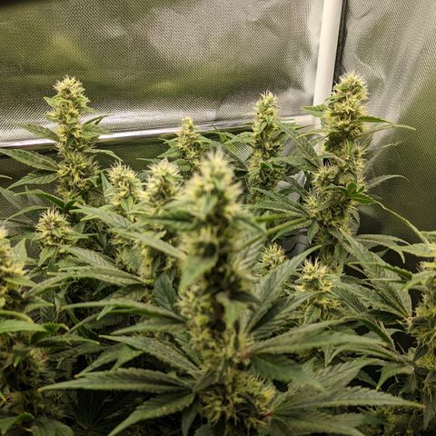 Gorilla Ghost growlog timeline photo