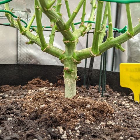 Gorilla Ghost growlog timeline photo