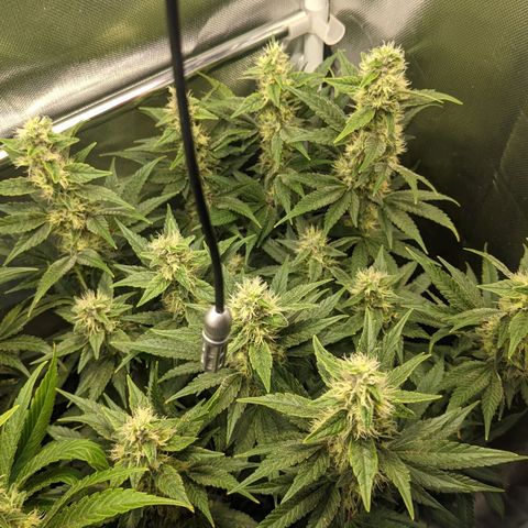 Gorilla Ghost growlog timeline photo