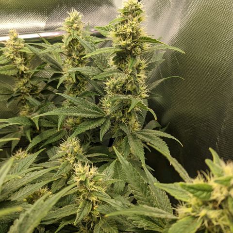 Gorilla Ghost growlog timeline photo