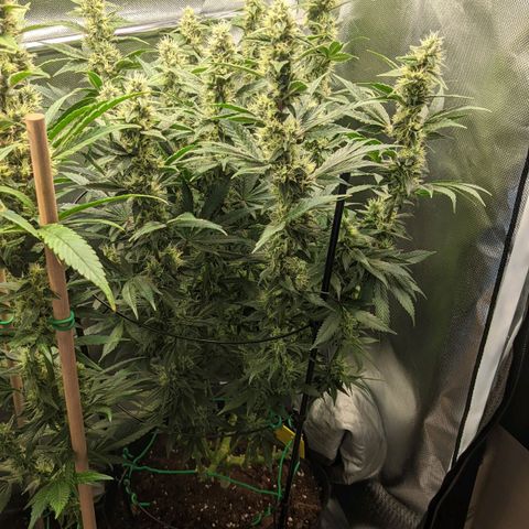 Gorilla Ghost growlog timeline photo