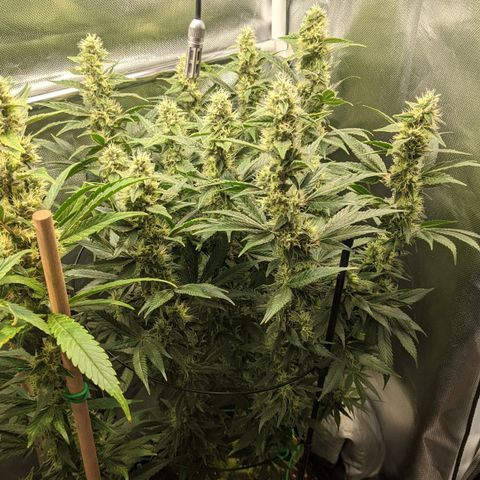 Gorilla Ghost growlog timeline photo