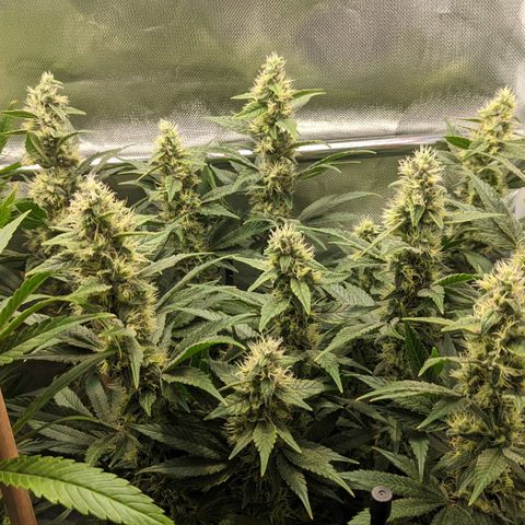 Gorilla Ghost growlog timeline photo