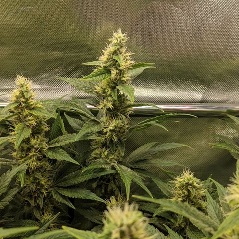 Gorilla Ghost growlog timeline photo