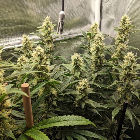 Gorilla Ghost growlog timeline photo
