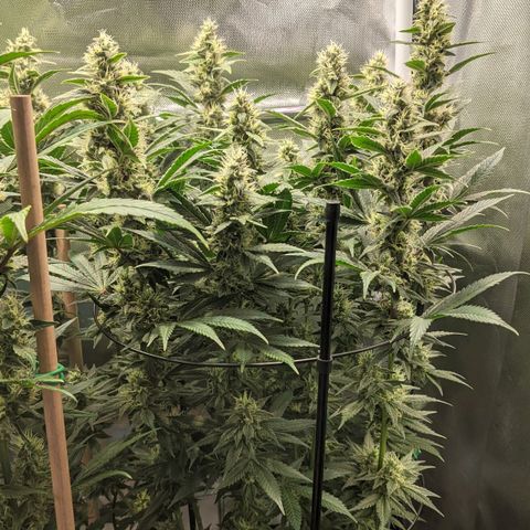 Gorilla Ghost growlog timeline photo