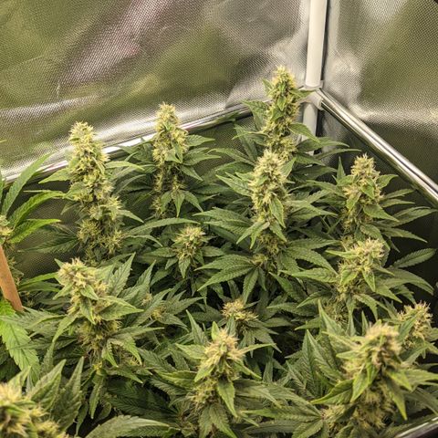 Gorilla Ghost growlog timeline photo