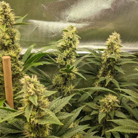 Gorilla Ghost growlog timeline photo