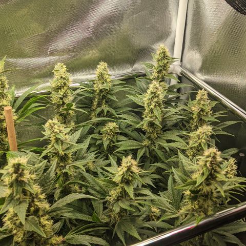 Gorilla Ghost growlog timeline photo