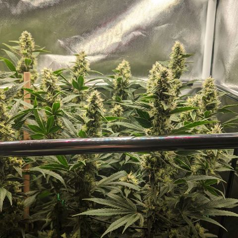 Gorilla Ghost growlog timeline photo