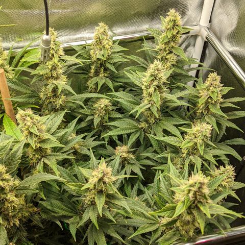 Gorilla Ghost growlog timeline photo