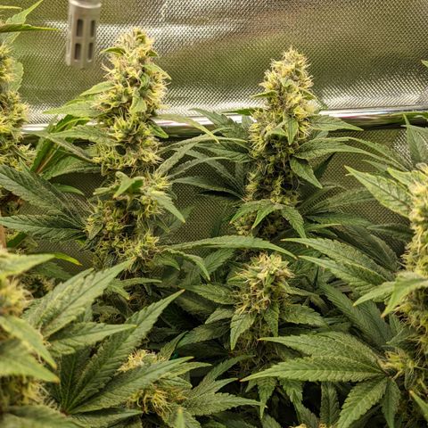 Gorilla Ghost growlog timeline photo