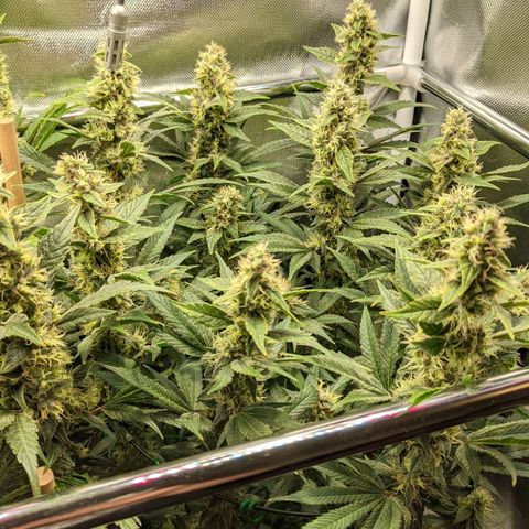 Gorilla Ghost growlog timeline photo