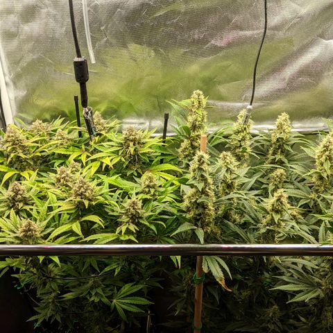 Gorilla Ghost growlog timeline photo