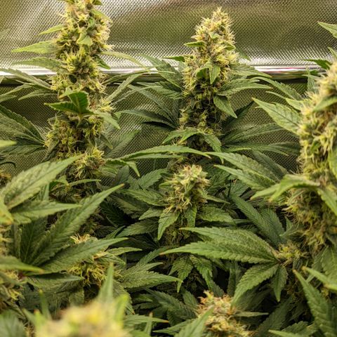 Gorilla Ghost growlog timeline photo