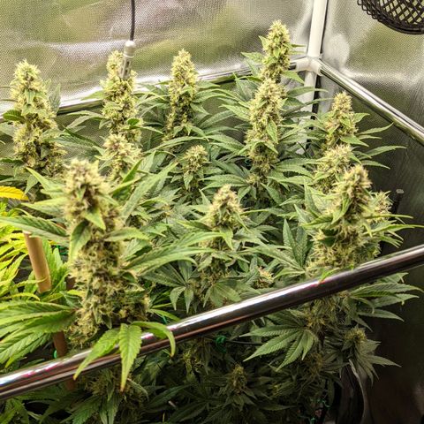 Gorilla Ghost growlog timeline photo