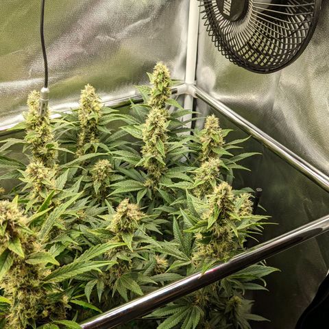 Gorilla Ghost growlog timeline photo
