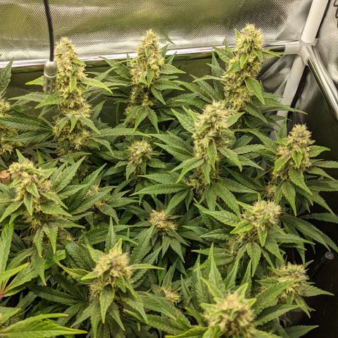 Gorilla Ghost growlog timeline photo